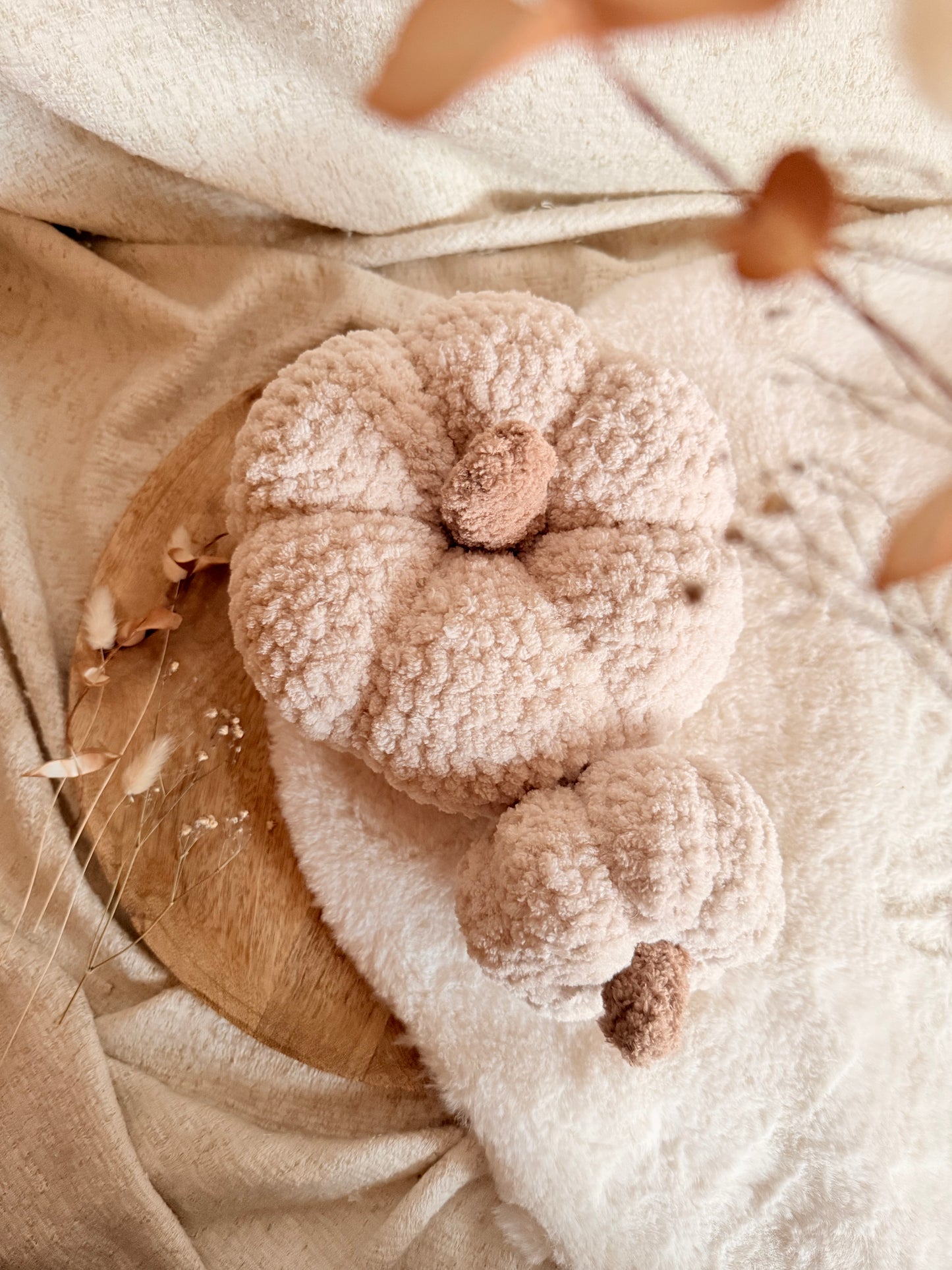 Kürbis „Cozy“